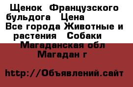 Щенок  Французского бульдога › Цена ­ 35 000 - Все города Животные и растения » Собаки   . Магаданская обл.,Магадан г.